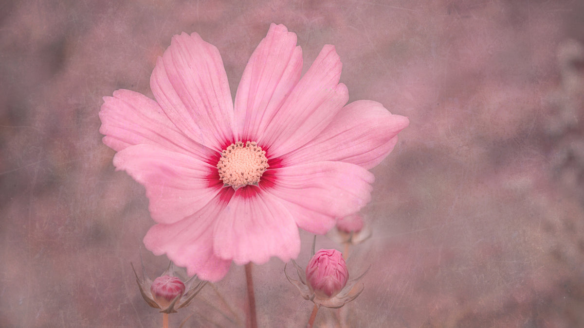 ROSA 2