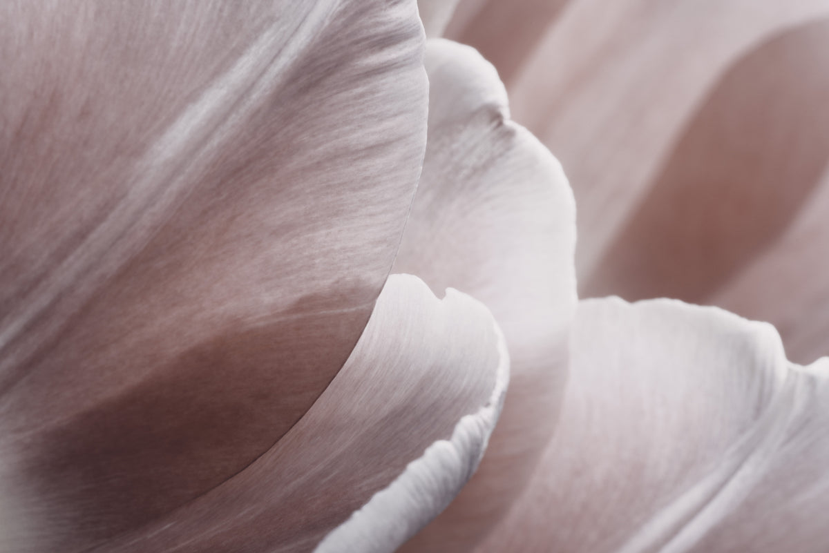 Rosa makroblomstfoto 1
