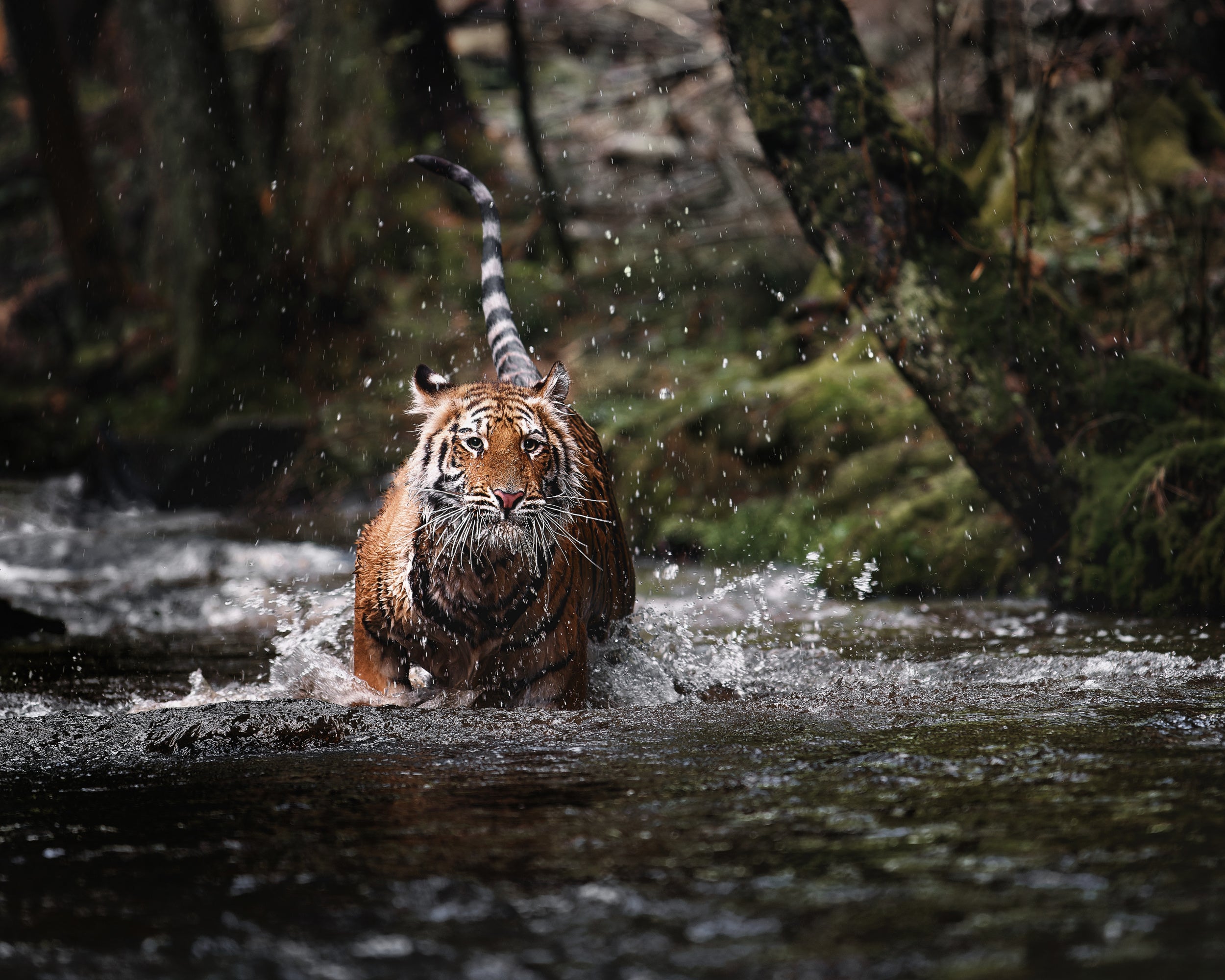 Big cat in creek