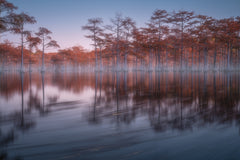 Wall mural Evening cypresses – fototapet med unikt motiv som skapar en inspirerande fondvägg