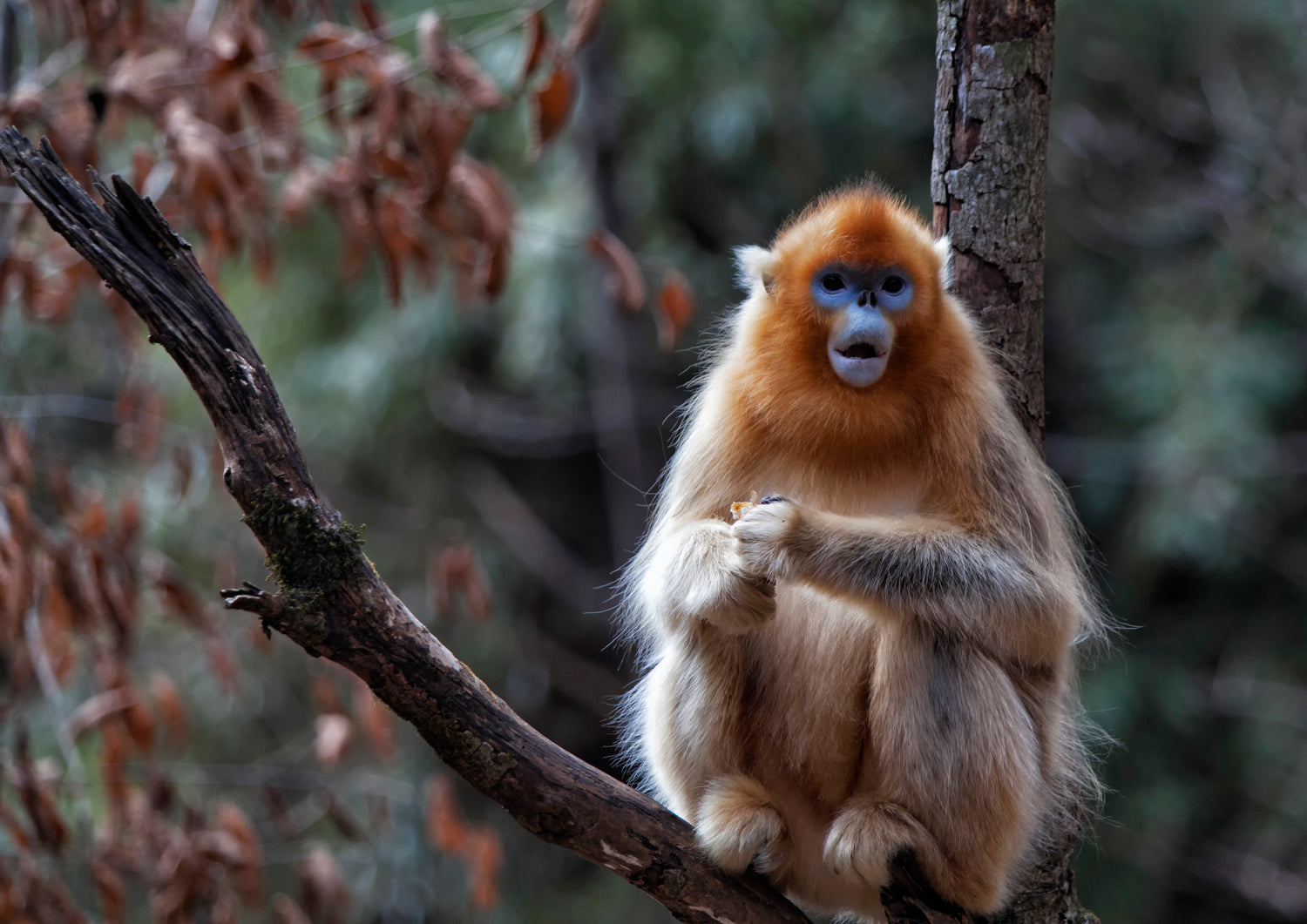 Golden snub-nosed monkey