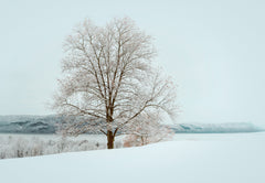 Wall mural Winter's solitude – fototapet med unikt motiv som skapar en inspirerande fondvägg
