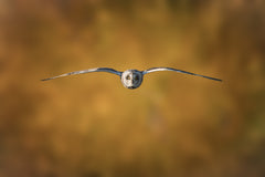 Wall mural Short-Eared Owl – fototapet med unikt motiv som skapar en inspirerande fondvägg