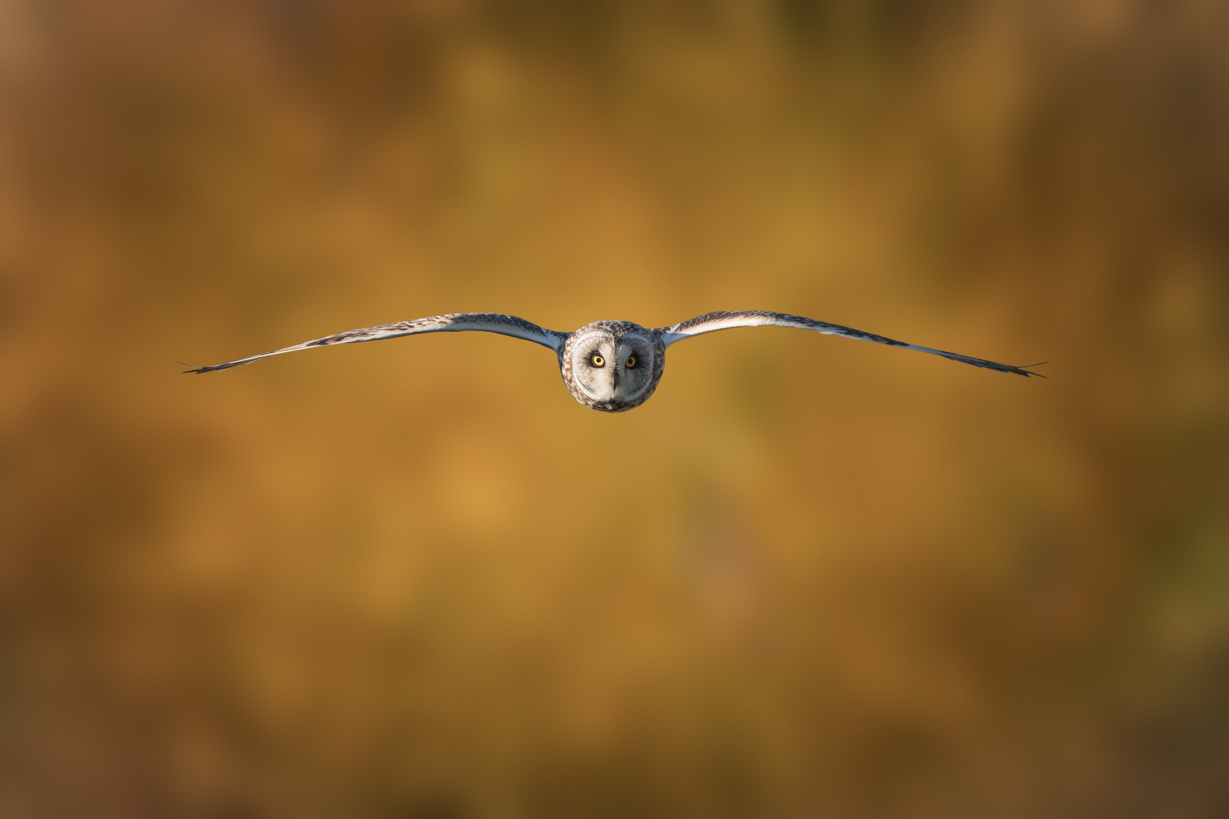 Short-Eared Owl