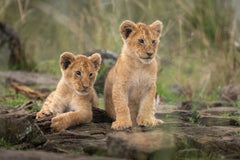 Wall mural Little lion cubs – fototapet med unikt motiv som skapar en inspirerande fondvägg
