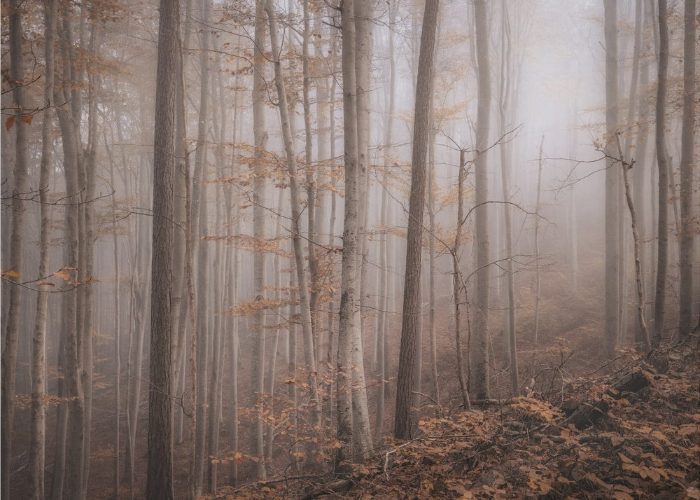 Misty Autumn Forest