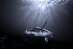 Wall mural The deep – fototapet med unikt motiv som skapar en inspirerande fondvägg