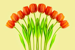 Wall mural bouquet of tulips – fototapet med unikt motiv som skapar en inspirerande fondvägg