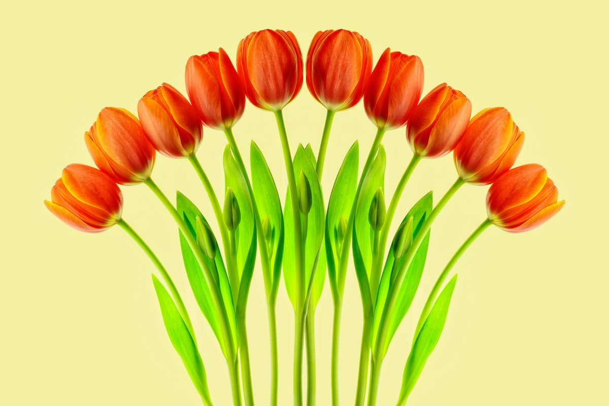 bukett med tulipaner