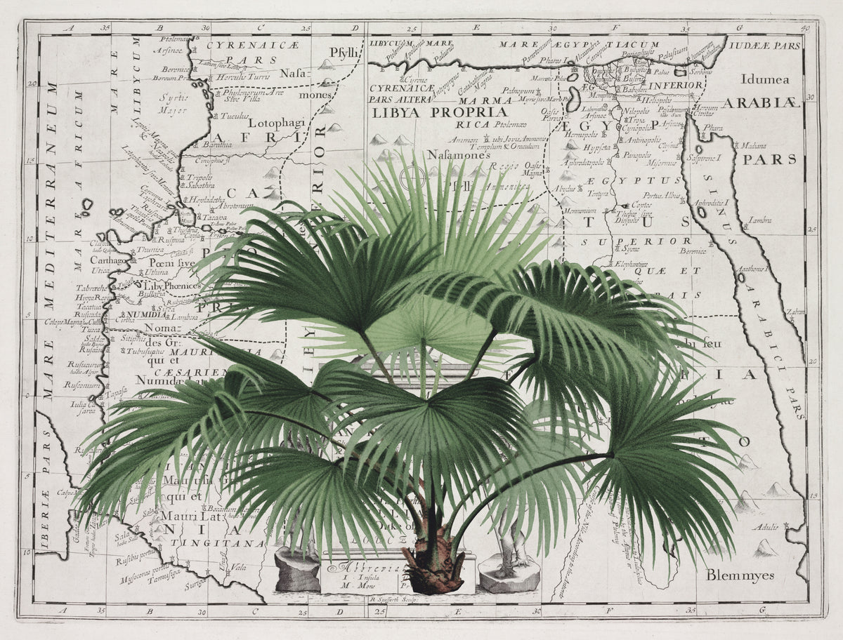 Tropical Empire No3