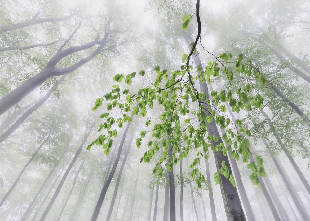 Green Leaves in Mist