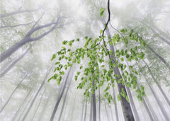 Green Leaves in Mist