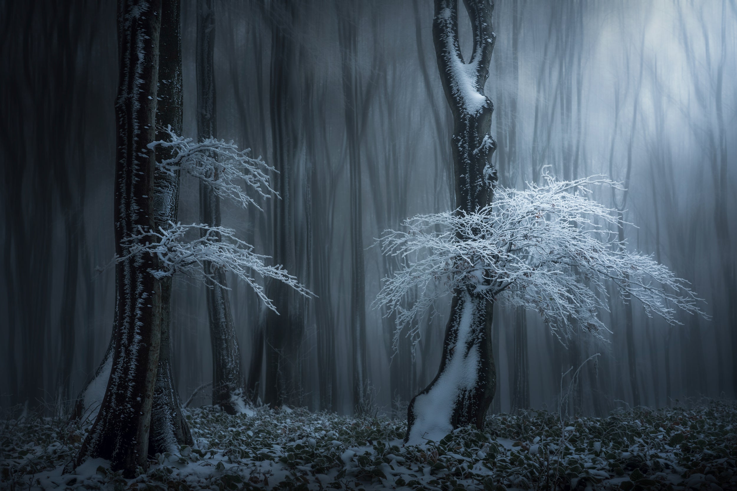 Jungle in the Balkan Mountains