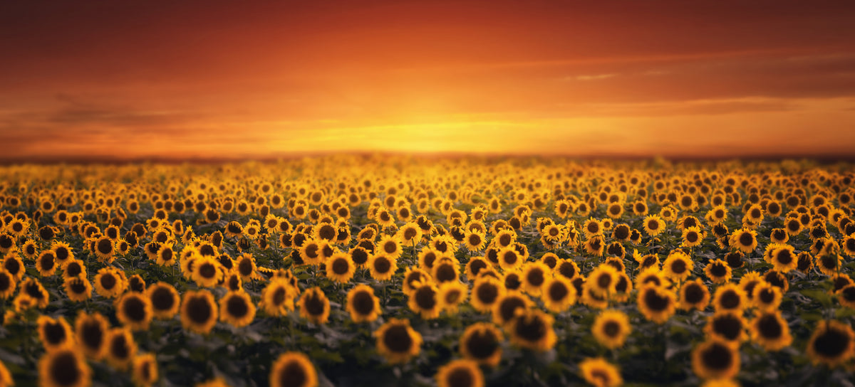Solnedgang over solsikkeåker