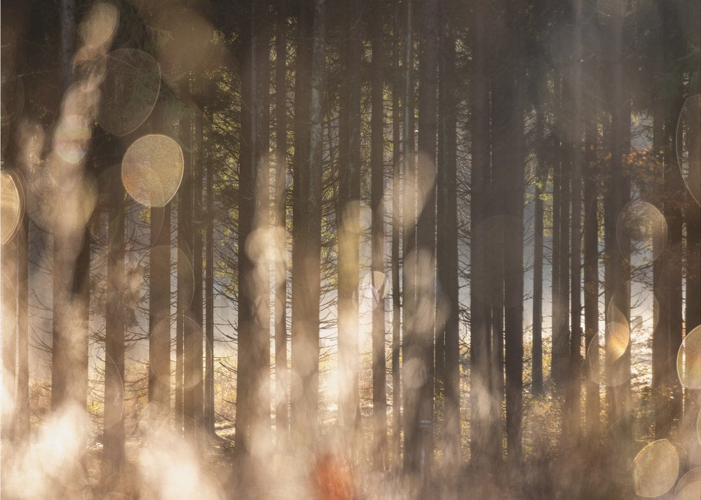 Forest Glow 2