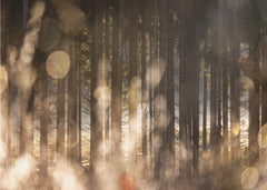 Forest Glow 2