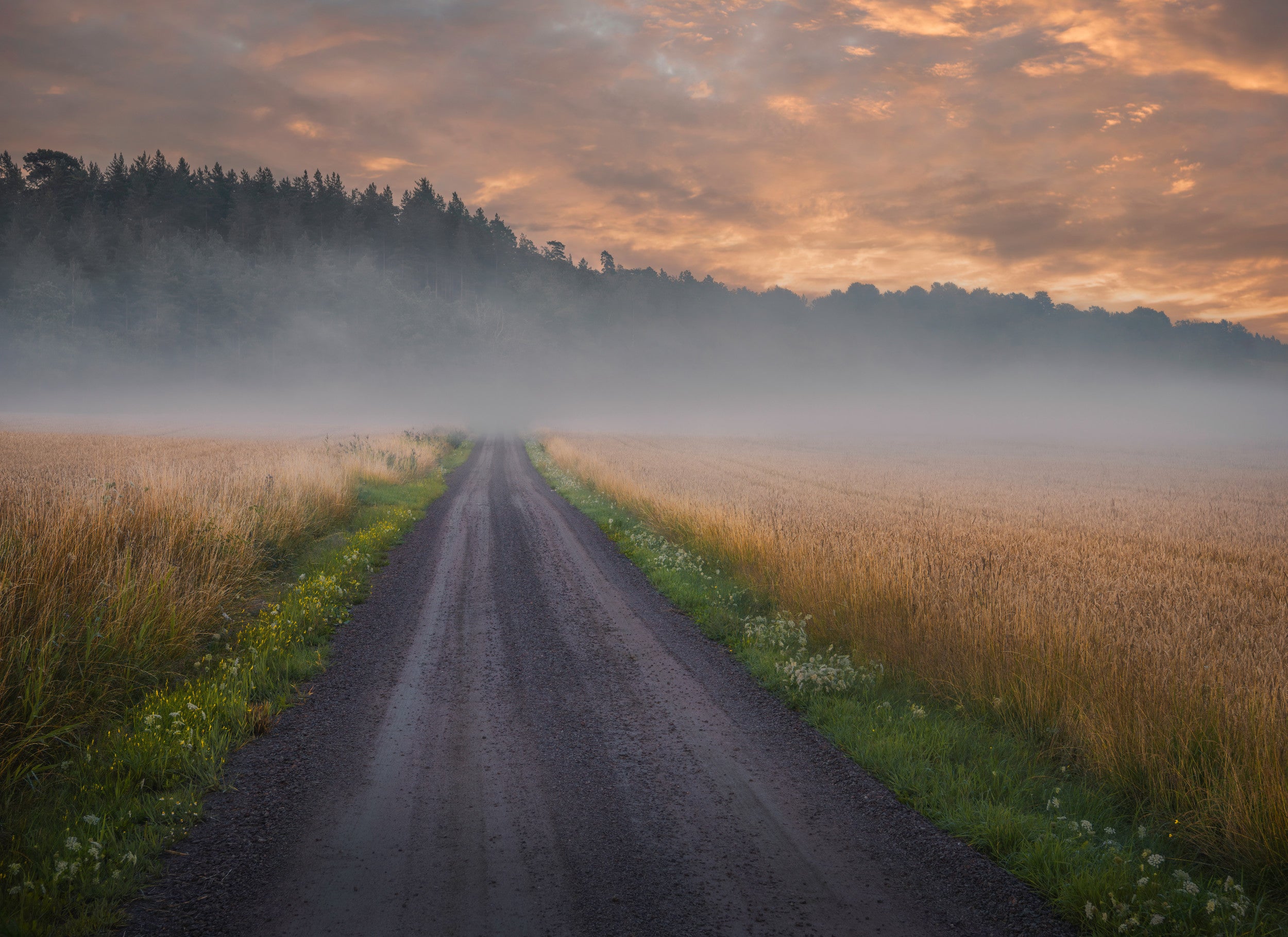 Golden foggy fields