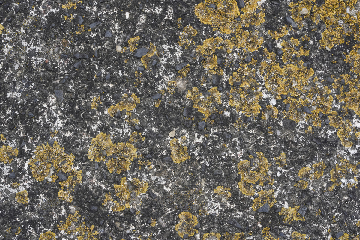 Tex Surface S29
