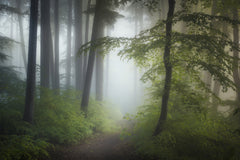 Wall mural Morning Fog – fototapet med unikt motiv som skapar en inspirerande fondvägg