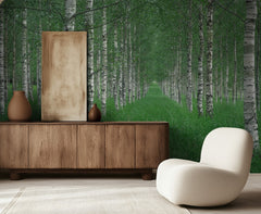 Birch Forest Path