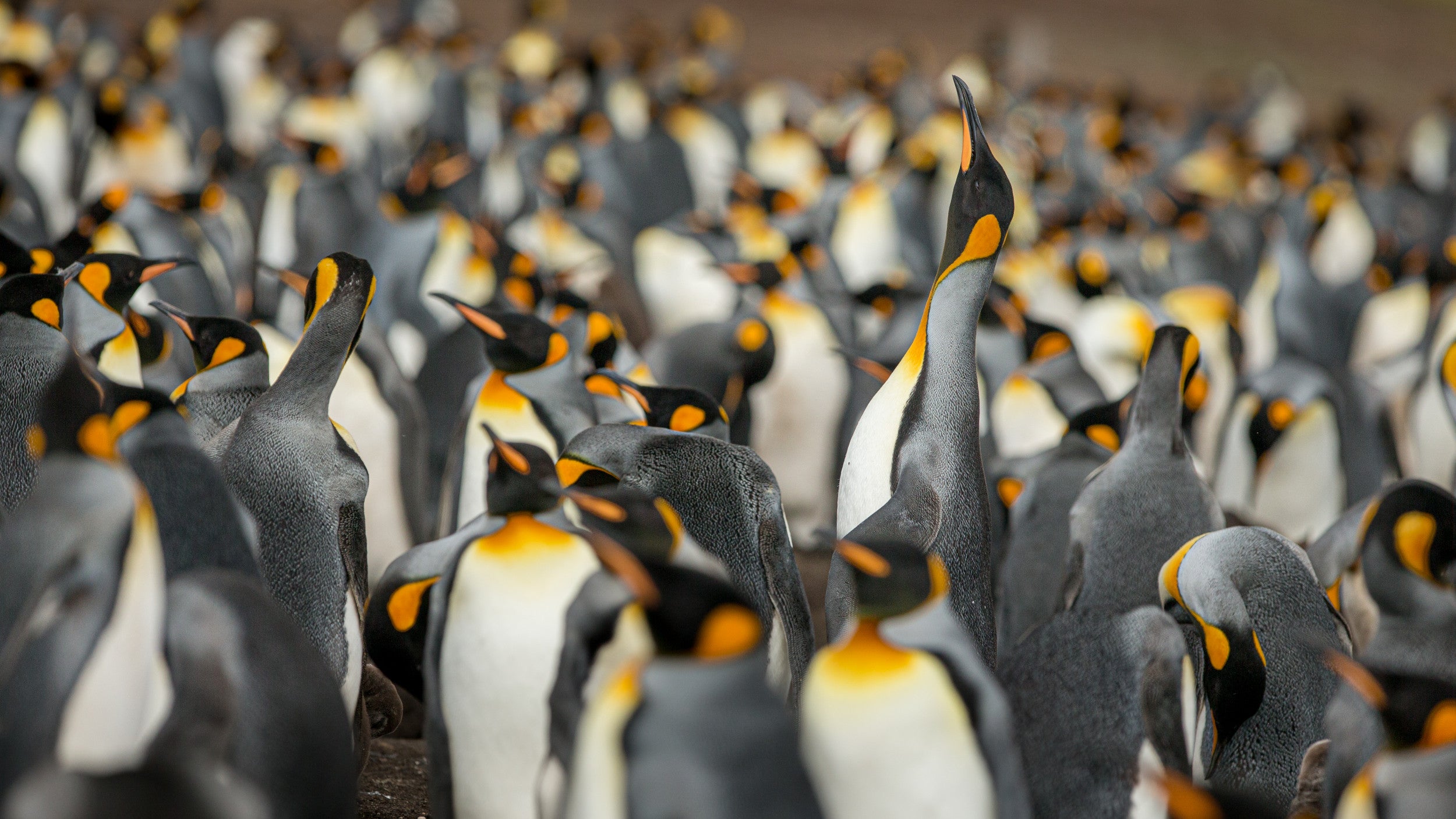 King penguin colony