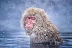 Wall mural Snow Monkey – fototapet med unikt motiv som skapar en inspirerande fondvägg