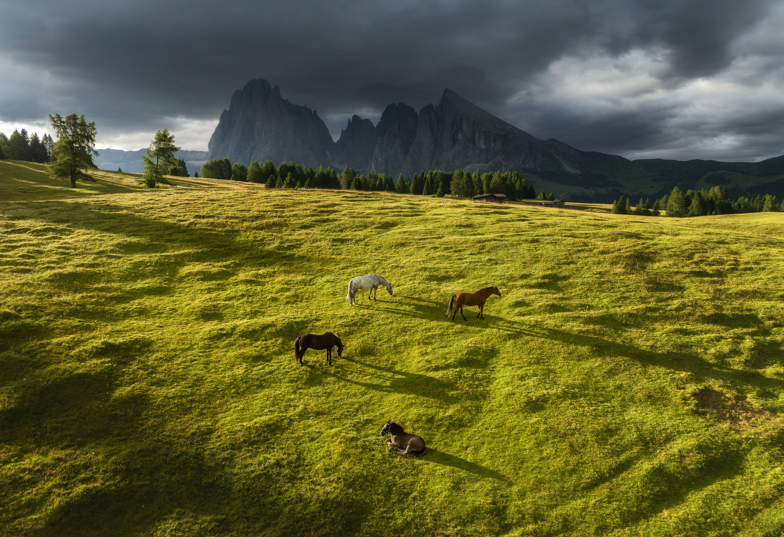 Horses in the Dolomites