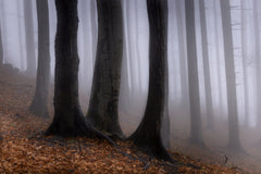 Wall mural In the misty forest – fototapet med unikt motiv som skapar en inspirerande fondvägg