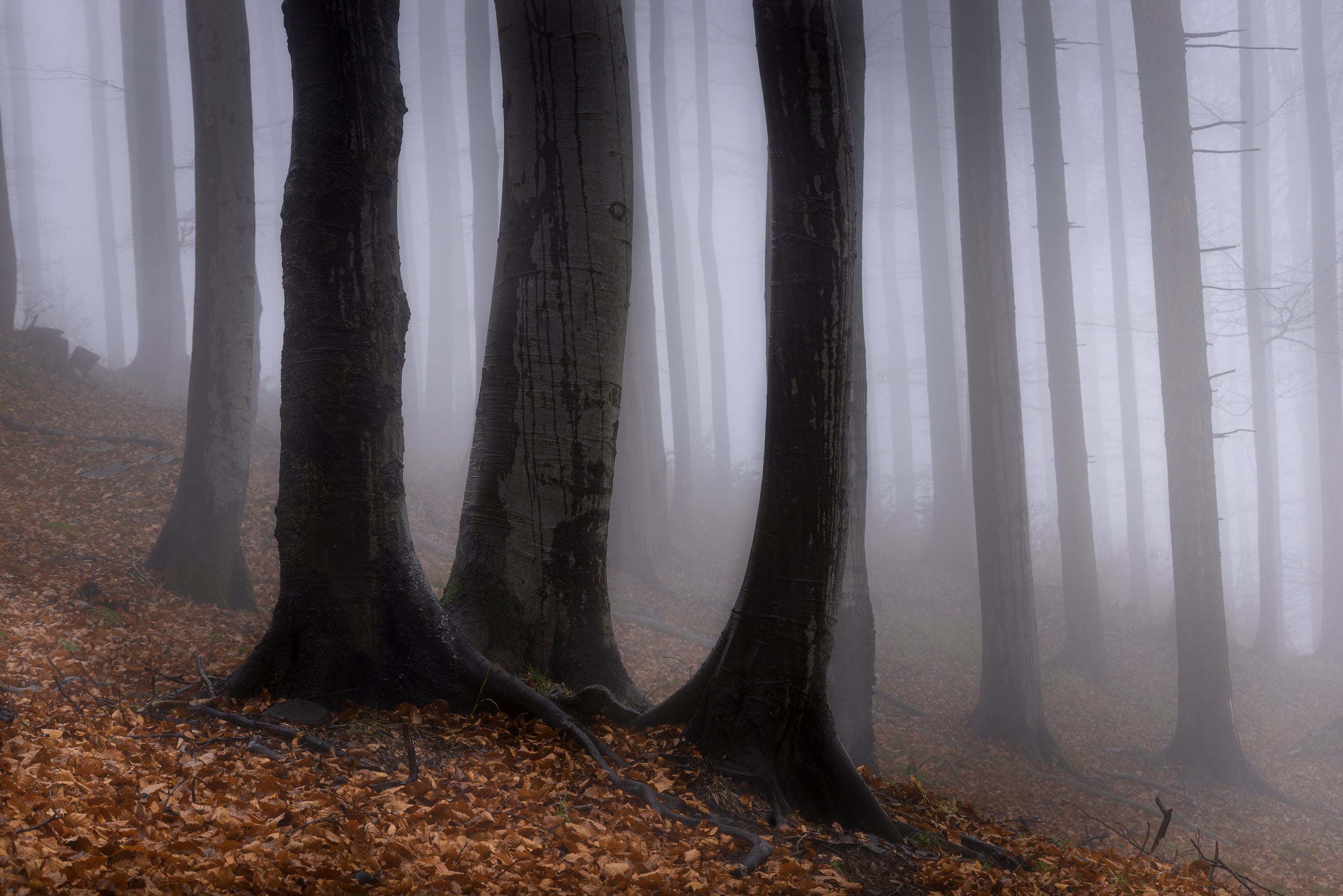 In the misty forest