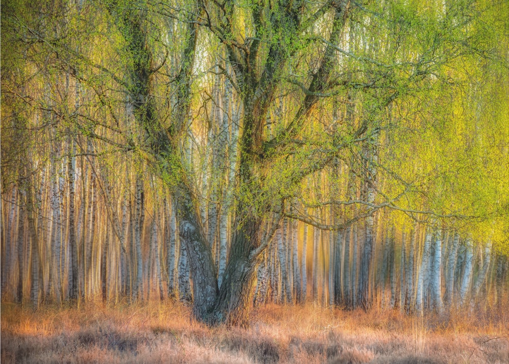 Spring Forest Glow