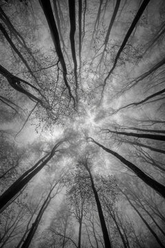 Wall mural Treetops – fototapet med unikt motiv som skapar en inspirerande fondvägg