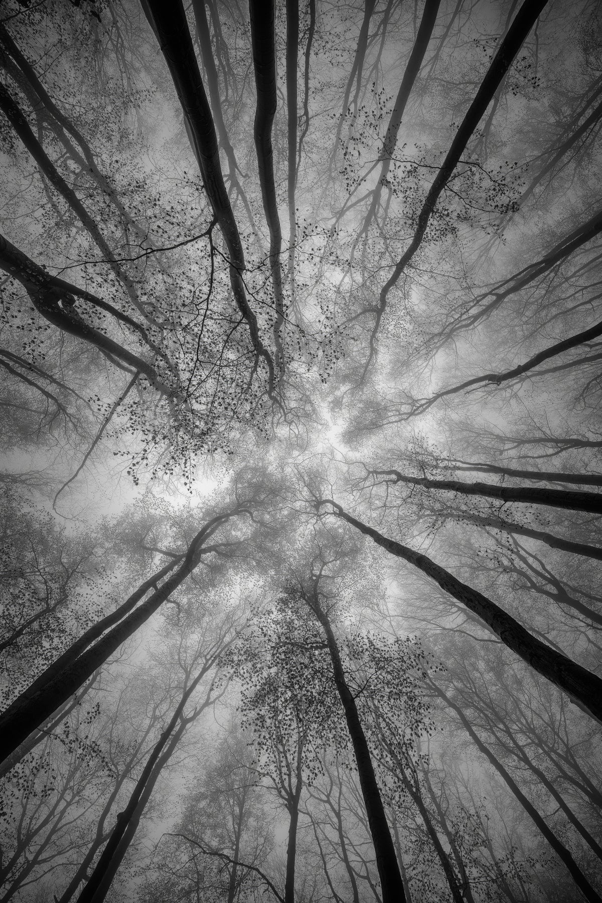 Treetops