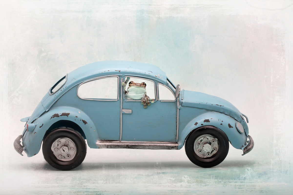 Amazontrefrosk i VW Boble