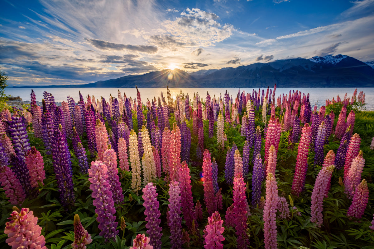 Lupins innsjøhytte