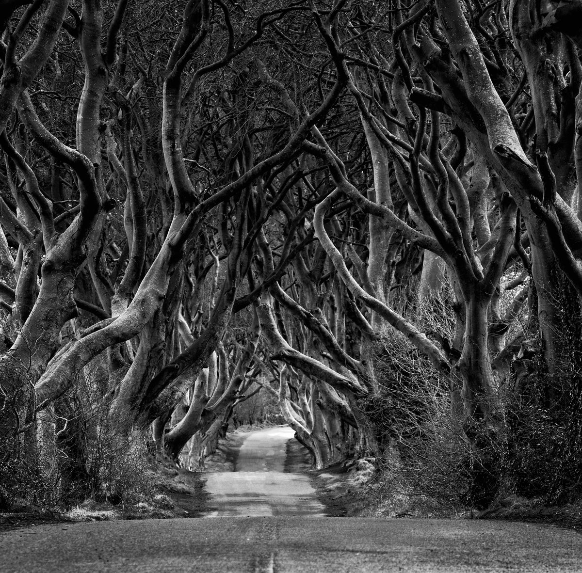 Svart-hvitt bilde av vei gjennom Dark Hedges