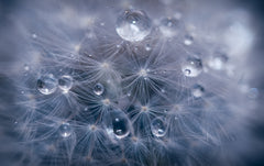 Wall mural Water droplets in dandelion – fototapet med unikt motiv som skapar en inspirerande fondvägg