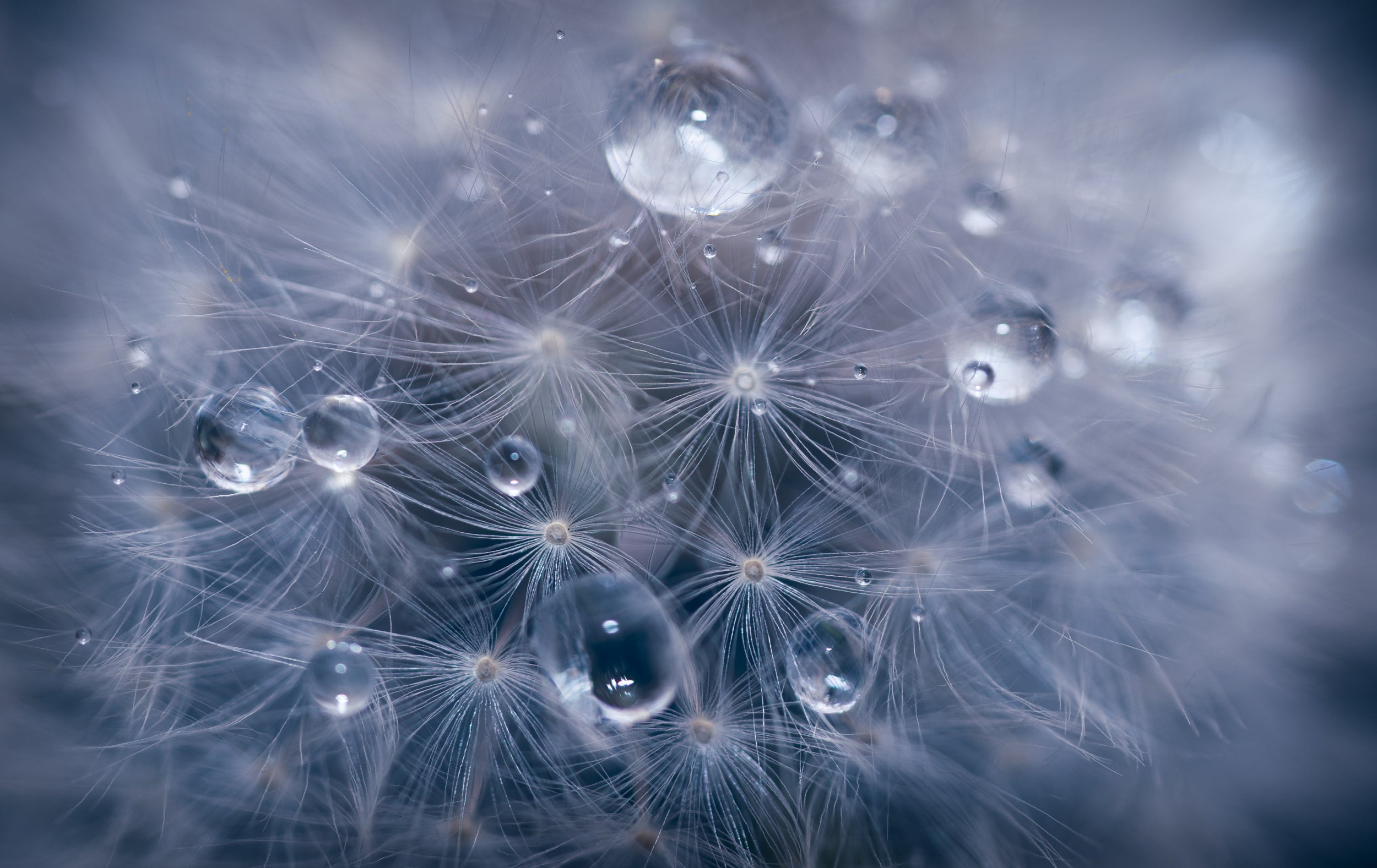 Water droplets in dandelion