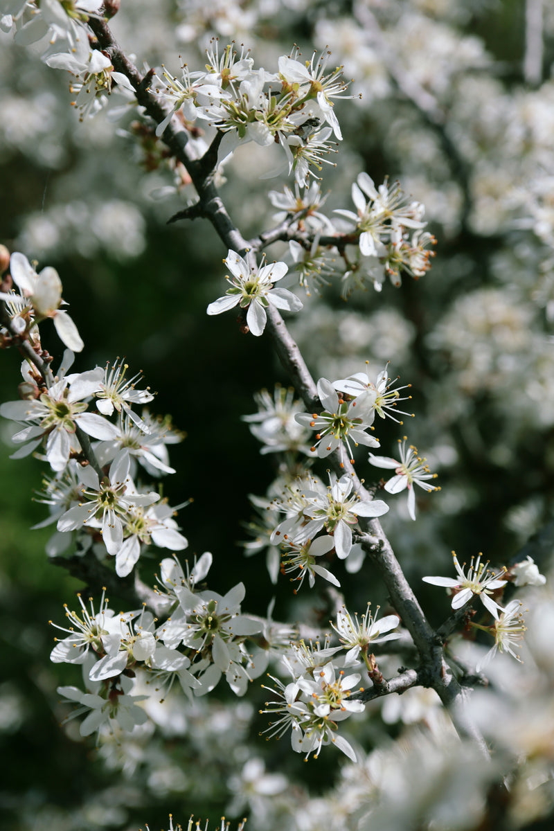 Vårblomster III