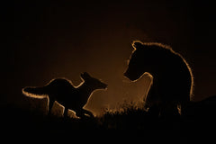 Wall mural Encounter at night – fototapet med unikt motiv som skapar en inspirerande fondvägg