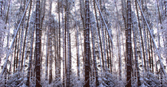 Wall mural Panoramic Winter Pine Trees – fototapet med unikt motiv som skapar en inspirerande fondvägg