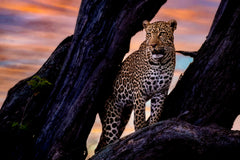 Wall mural Leopard on the tree – fototapet med unikt motiv som skapar en inspirerande fondvägg