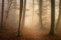 Wall mural November Forest – fototapet med unikt motiv som skapar en inspirerande fondvägg