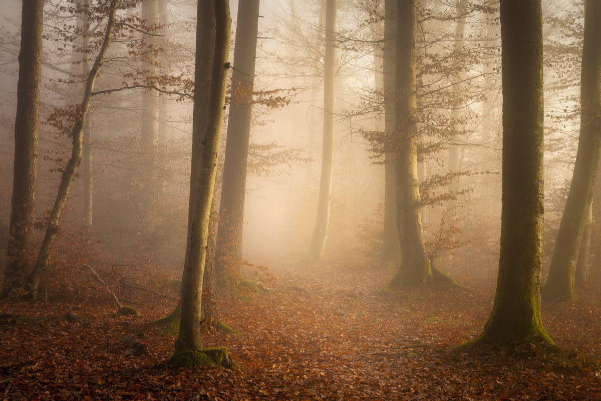 November-skog