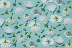 Wall mural Flores Blancas – fototapet med unikt motiv som skapar en inspirerande fondvägg