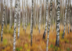 Autumn Birch Movement