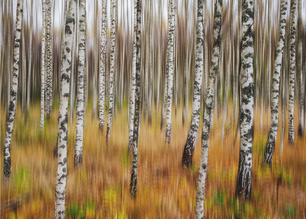 Autumn Birch Movement