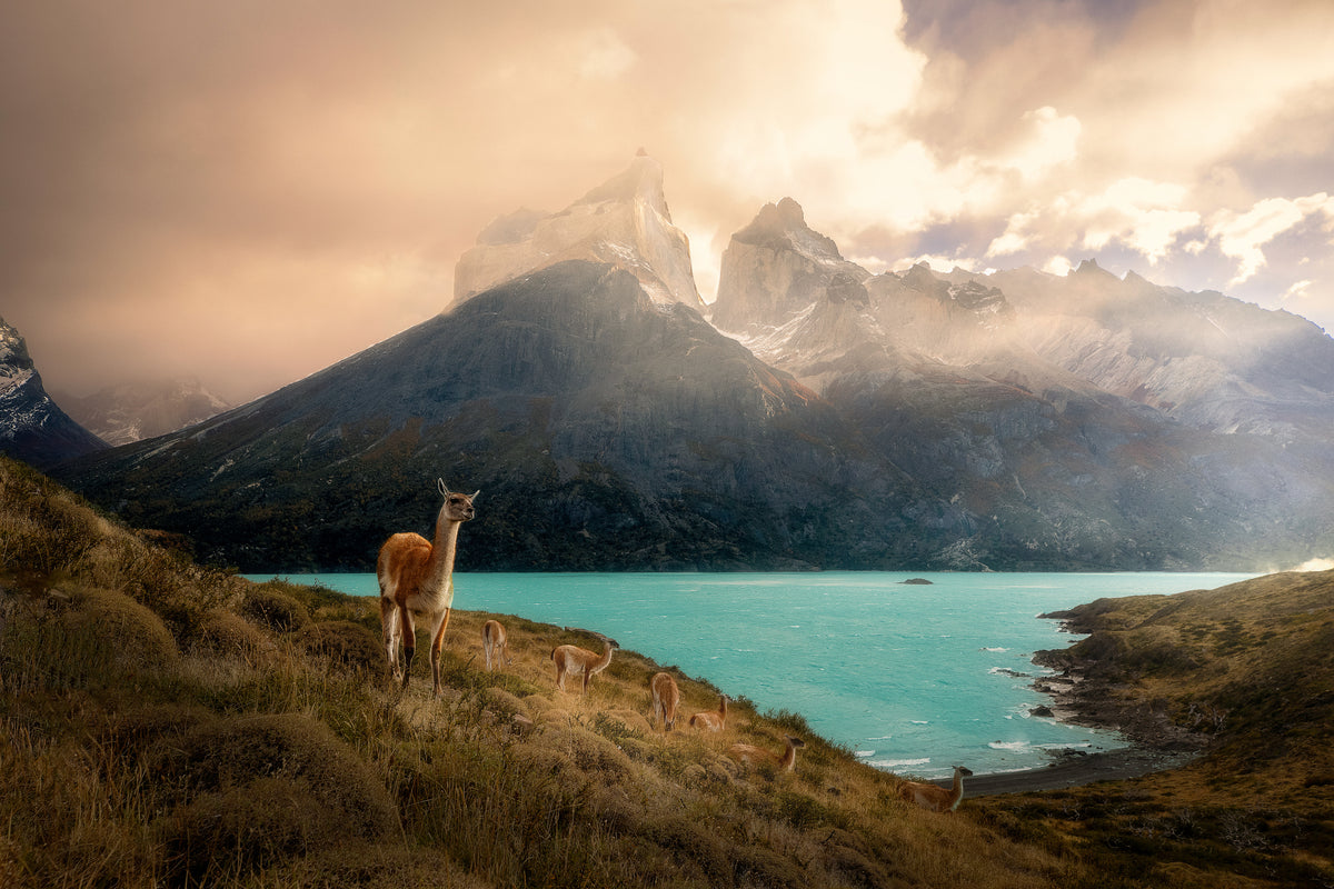 Alpakka ved Torres del Paine II