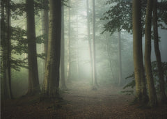 Misty Forest Path