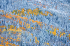 Wall mural Transition of Seasons – fototapet med unikt motiv som skapar en inspirerande fondvägg