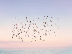 Wall mural Sunset Flight – fototapet med unikt motiv som skapar en inspirerande fondvägg
